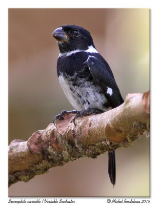 Sporophile variableVariable Seedeater