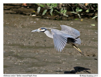 Bihoreau violacéYellow-crowned Night-heron