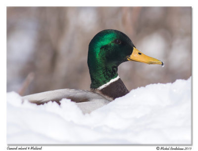 Canard colvert / Mallard