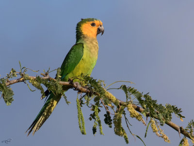 Conure cuivreBrown-throated Parakeet