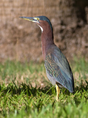 Hron vertGreen Heron