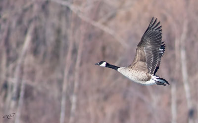 Bernache du CanadaCanada Goose