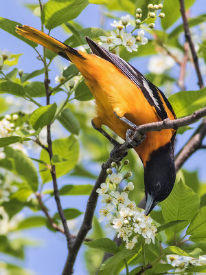 Oriole de baltimoreBaltimore Oriole