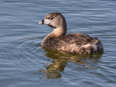 Grbe  bec bigarrPied-billed Grebe