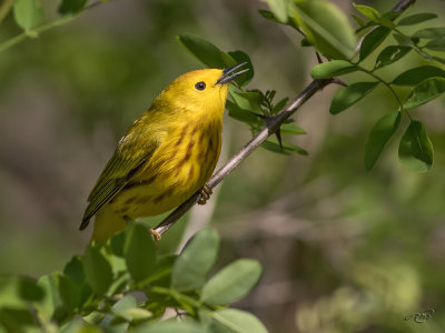 Paruline jauneYellow-Warbler