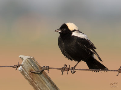 Goglu des prsBobolink