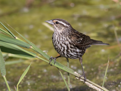 Carouge  paulettes F Red winged blackbird