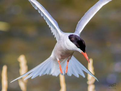 Sterne pierregarin Common Tern