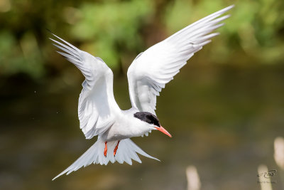 Sterne pierregarin <br/>Common Tern