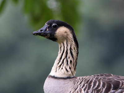 Bernache nénéNene Goose