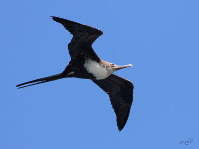 Frégate superbeMagnificent Frigatebird