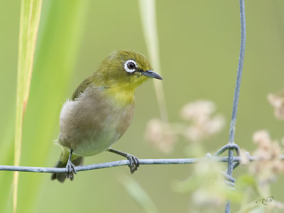Zostérops du JaponJapanese White-eye