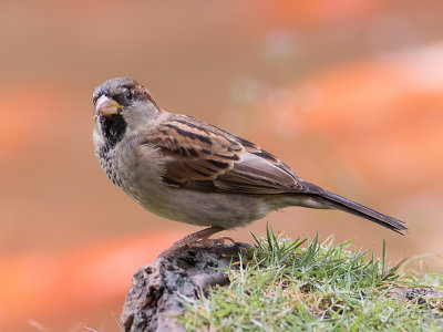 Moineau domestiqueHouse Sparrow