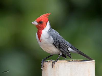 Paroare huppéRed-crested Cardinal