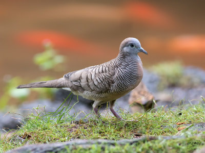 Géopélie zébréeZebra Dove