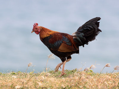 Coq Bankiva Red Junglefowl