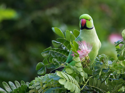 Perruche à collierRose-ringed Parakeet