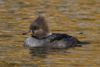 Harle couronnHooded Merganser