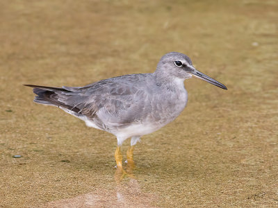 Bécasseau à échasseStilt Sandpiper