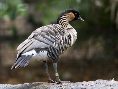 Bernache nénéNene Goose