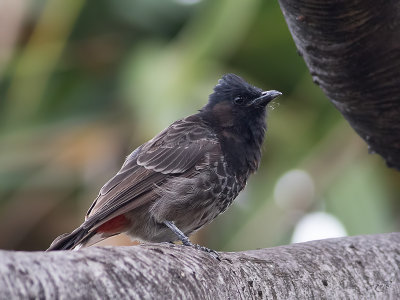 Bulbul à ventre rouge Red-vented Bulbul