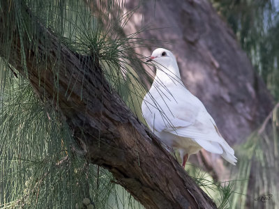 Colombe White Dove