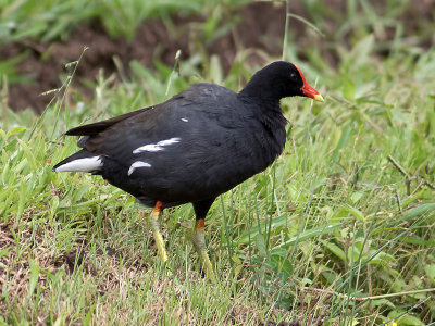 Gallinule des AmériquesCommon Moorhen