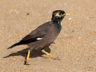 Martin tristeCommon Myna