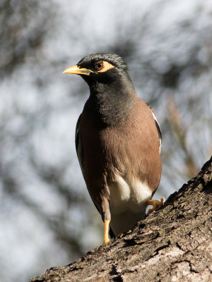 Martin tristeCommon Myna