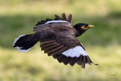 Martin tristeCommon Myna