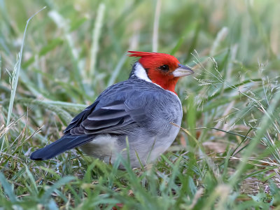 Paroare huppéRed-crested Cardinal
