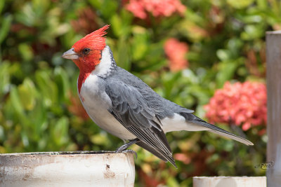 Paroare huppéRed-crested Cardinal