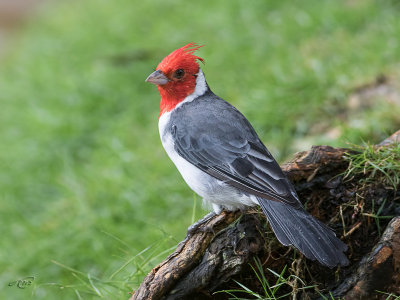 Paroare huppéRed-crested Cardinal