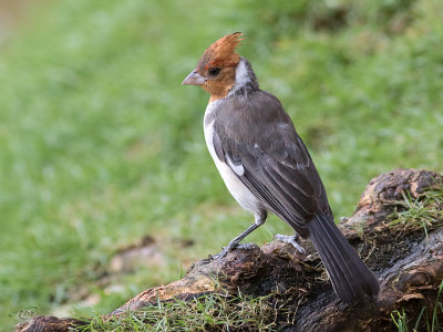 Paroare huppéRed-crested Cardinal