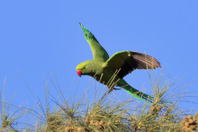 Perruche à collierRose-ringed Parakeet