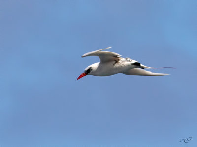 Phaéton à brins rougesRed-tailed Tropic Bird