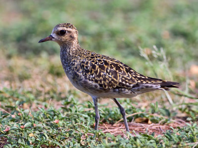 Pluvier du Pacifique Pacific Golden Plover