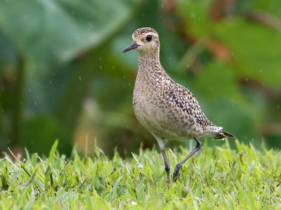 Pluvier du Pacifique Pacific Golden Plover