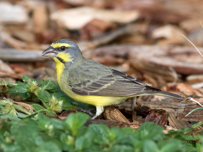 Serin du Mozambique Yellow-fronted Canary