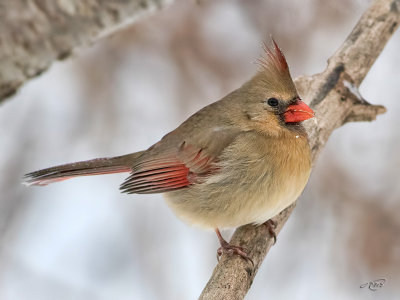 Cardinal rougeNorthern Cardinal