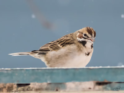 Bruant  joues marronLark Sparrow