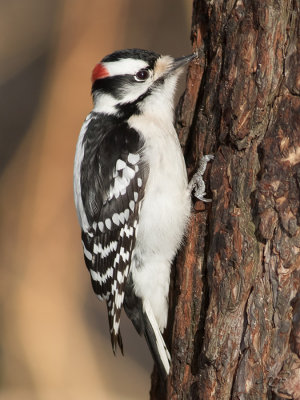 Pic mineurDowny Woodpecker