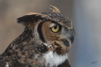 Grand-Duc d'AmriqueGreat Horned Owl