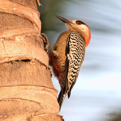 Pic  sourcils noirs<br/>West Indian Woodpecker