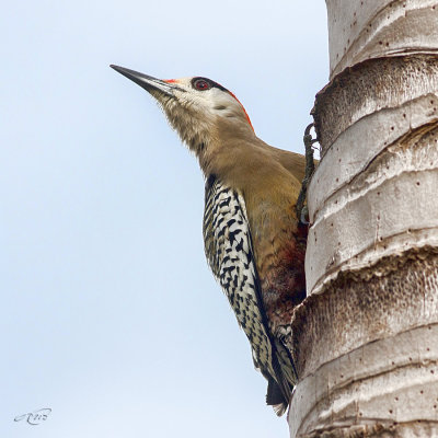 Pic  sourcils noirsWest Indian Woodpecker