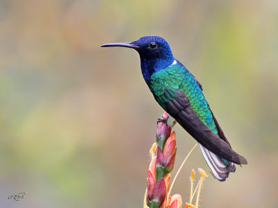 Colibri JacobinWhite-Throated Jacobin