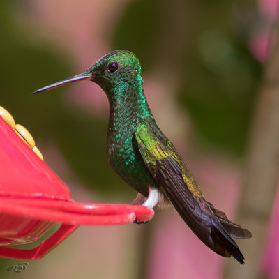 Ariane de flicieCopper-rumped Hummingbird