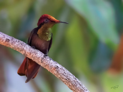 Colibri rubis-topaze<br/>Ruby-Topaz Hummingbird
