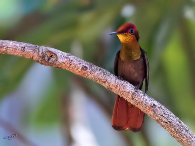 Colibri rubis-topazeRuby-Topaz Hummingbird