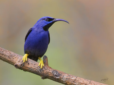 Guit-guit crulenPurple Honeycreeper